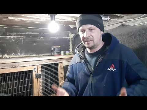 Видео: В каком возрасте и как  отсаживают крольчат от крольчихи.