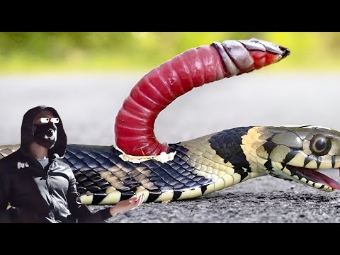 Видео: Вот Почему Вы Не Должны Вытаскивать Ленточного Червя из Змеи