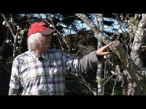 Видео: Как обновить 50-летние сливовые деревья