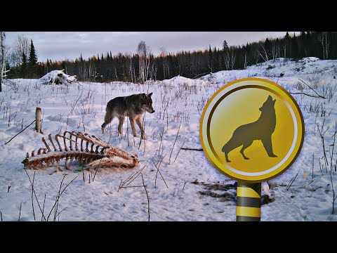 Видео: На приваде. Охота на волка в Беларуси.