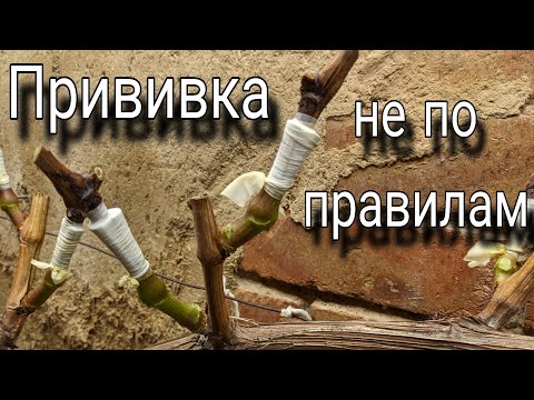 Видео: Прививка чёрным в зелёное без соблюдения рекомендаций 😅