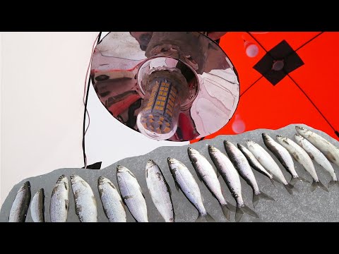 Видео: НОЧНАЯ РЫБАЛКА! МЫ НАШЛИ К НЕМУ ПОДХОД! СИГ РИПУС! ЭТОТ СВЕТ СОБРАЛ ВСЮ РЫБУ! КАЧКАНАРСКОЕ МОРЕ!
