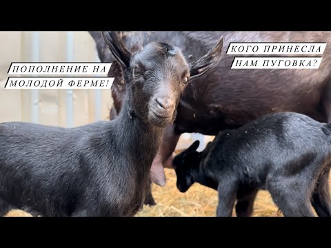 Видео: Окот козы Мурсиано Гранадина! Новое оборудование для нашей фермы! С нами не соскучишься!