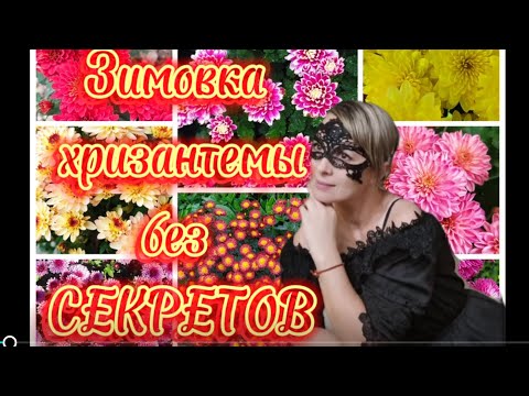 Видео: Как сохранить хризантему зимой и черенковать осенью #черенкованиемультифлоры #зимовкамультифлоры