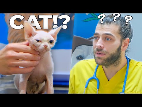 Видео: Такого кота вы ещё не видели! (Это НЕ СФИНКС!)