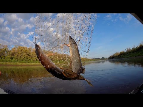 Видео: Щучий дуплет в подсачеке. река сосьва 11.08.2025