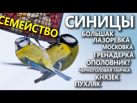 Видео: Семейство синиц и их соседи