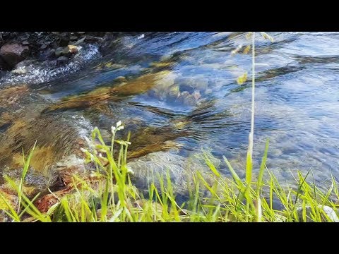 Видео: Нежное журчание ручья. Звук ручья, звуки природы