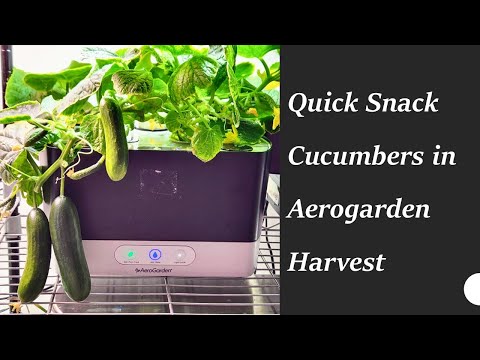 Видео: Выращивайте огурцы быстрого приготовления в гидропонной системе Aerogarden Harvest, партенокарпия...