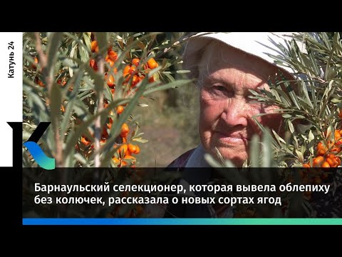 Видео: Барнаульский селекционер, которая вывела облепиху без колючек, рассказала о новых сортах ягод