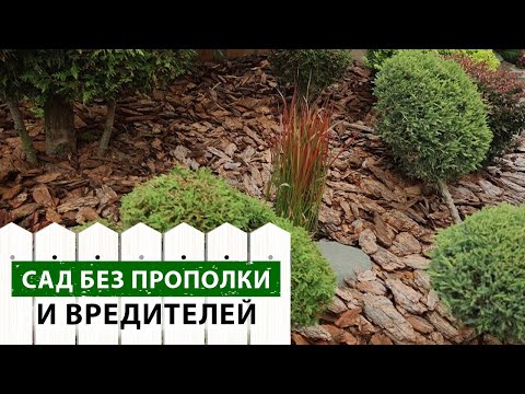Видео: Не мульчируйте корой, пока не узнаете ЭТО! Гениальный способ мульчирования от слизней.
