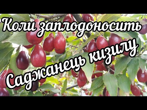 Видео: 28.09.25. Кизил.Коли заплодоносить щеплений саджанець?