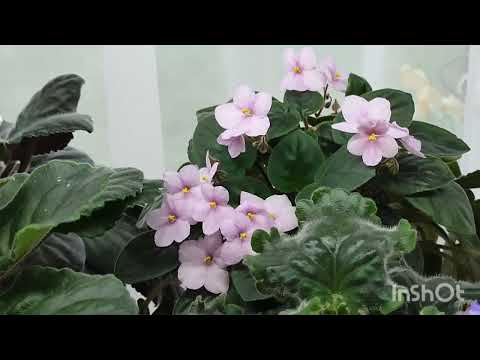 Видео: Фиалки после пересадки. Убираю бутоны...