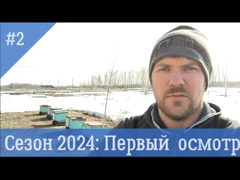 Видео: Весенняя ревизия пчелосемей! Чистим и сокращаем