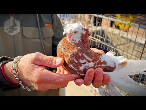 Видео: Птичий рынок г. Ташкент - ГОЛУБИ (02.11.2024)