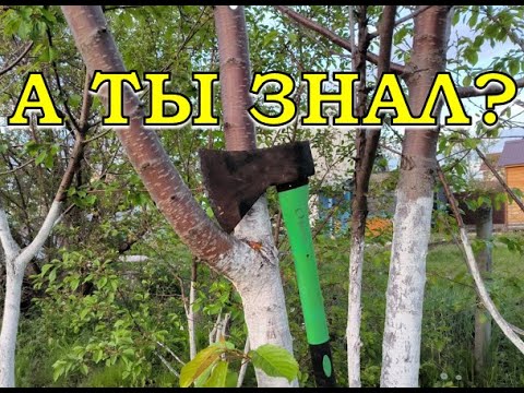 Видео: ЧТО ДЕЛАТЬ, если деревья НЕ плодоносят?🍎🍒🍏