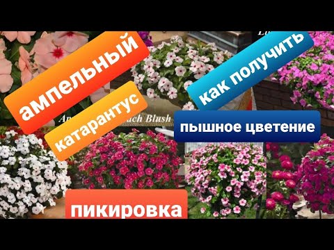 Видео: Ампельный катарантус /Сроки пикировки/Условия выращивания из семян