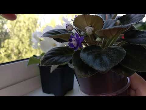 Видео: Как перевести взрослую фиалку на фитильный полив. Полив в поддон, как же правильно. ?