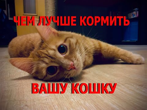 Видео: Чем лучше кормить вашу кошку