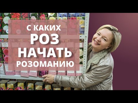 Видео: ПОСАДИТЬ И ЗАБЫТЬ! Просто, о группах роз для новичков.11 марта 2024 г.