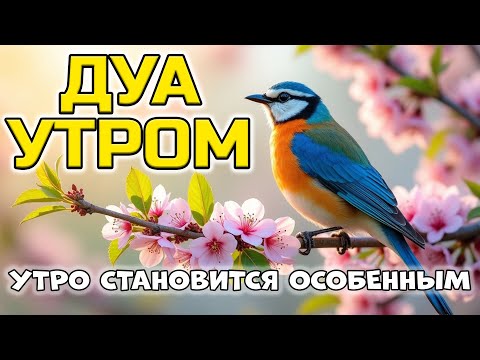Видео: ЭТО УТРО МОЖЕТ СТАТЬ ОСОБЕННЫМ, С ЭТИМ ДУА 🌄🤲