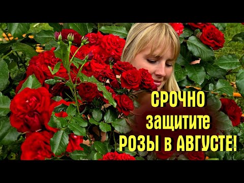 Видео: СРОЧНО ЗАЩИТИТЕ РОЗЫ В АВГУСТЕ! Рецепты коктейлей от ЛОЖНОЙ МУЧНИСТОЙ РОСЫ на розах