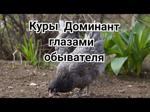 Видео: Куры Доминант глазами обывателя