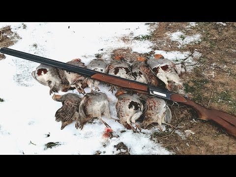 Видео: охота на зайца внезапно превратилась в охоту на куропатку!!!