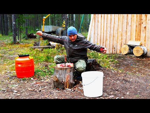 Видео: ПЕРВАЯ привада на ВОЛКА! Расставил ЛОВУШКИ.  Разгрёб весь МЕТАЛЛ  | Добрался до Секретной ЯМЫ.