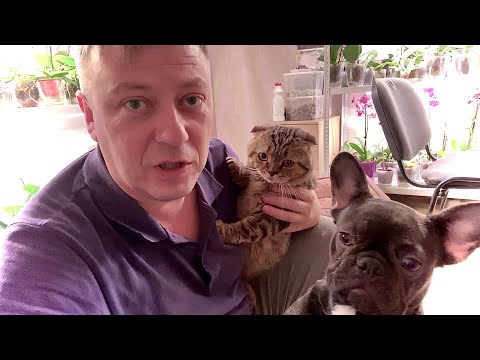 Видео: ШОТЛАНДСКИЙ ВИСЛОУХИЙ КОТ это один БОЛЬШОЙ ПЛЮШЕВЫЙ ПЛЮС без минусов