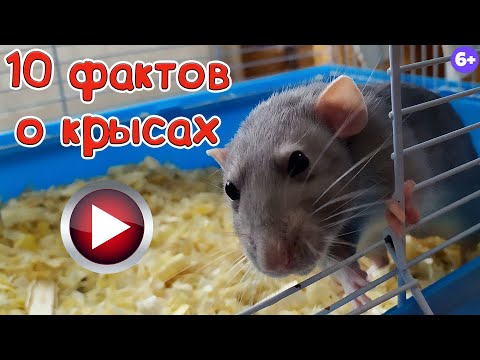 Видео: 10  Удивительных фактов о крысах.