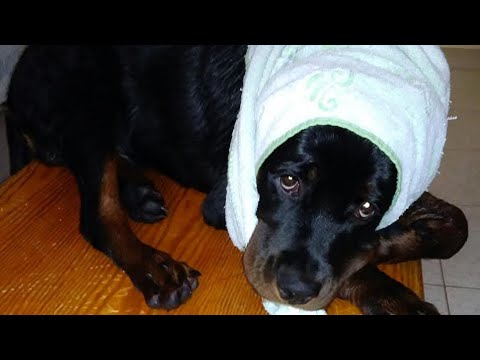 Видео: Козел заболел 😢, коза встала на защиту, встречаем 2 маленьких друзей!!!🦴🐶