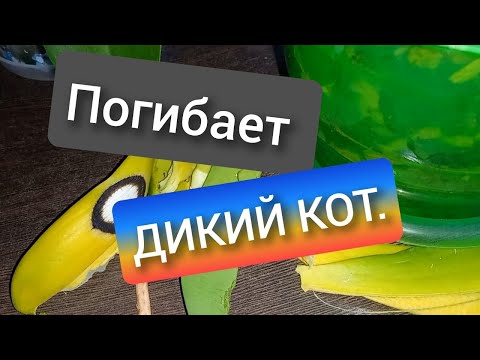 Видео: 22.10.2024  Похоже, что мой Дикий Кот   погибает .