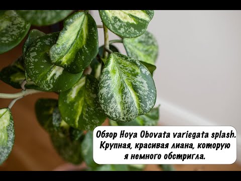 Видео: Обзор на Hoya Obovata variegata splash. Крупная и мощная лиана которую я обстригла.