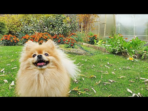 Видео: Бася шпиц инспектирует огород!