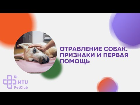 Видео: Первая помощь собаке при отравлении