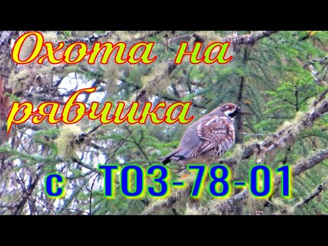 Видео: Охота на рябчика с ТОЗ-78 плюсы минусы привыкаю к нарезному оружию заготавливаю приваду на соболя