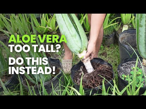 Видео: Что делать, если алоэ вера стало слишком высоким