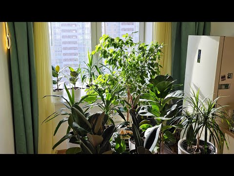 Видео: Фикус Лирато Бамбино, Эластико, Бенджамина. Пальма Юкка, Драцена.