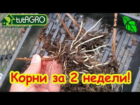 Видео: ЧЕРЕНКОВАНИЕ ГОРТЕНЗИИ ОСЕНЬЮ: это проще простого! Без замачивания и Корневина - гарантия 100 %!