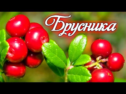 Видео: Наступил сезон брусники. Где собирать ягоды и как уберечься в лесу от медведя