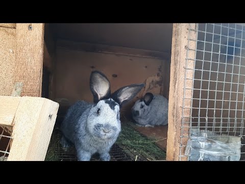 Видео: Қоян сатып алық 🙃, жаңа парода 🐰 , қояндар буазы , қоян бағу, Қоян асырау! 🐇...😁