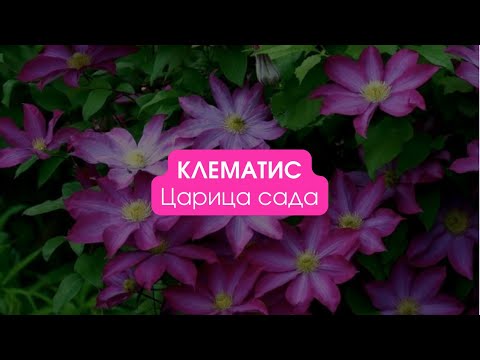 Видео: Клематис / Царица сада. Сезон 2 #клематисы