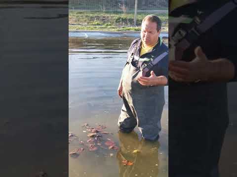 Видео: Размножаване на водни лилии