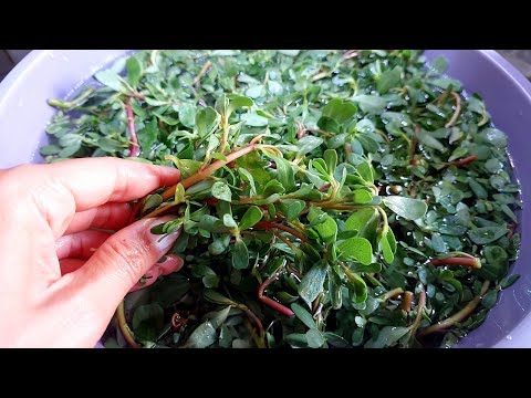 Видео: Огородный  СОРНЯК СТАНЕТ ДЕФИЦИТОМ! Как вкусно и быстро приготовить ПОРТУЛАК / 2 рецепта