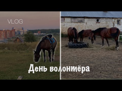 Видео: День конника. Выезд в лес на лошадях  | VLOG