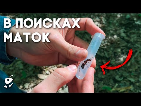 Видео: В ПОИСКАХ МАТОК - Роща Сосновый Бор, куча темнотораксов и лазиусов! В поисках гигантов #1.