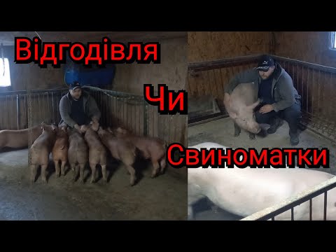 Видео: З чого начать Свиноводство❓️ Мінімум затрат- максімум доход❗️