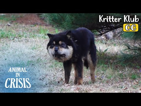 Видео: Лицо этой собаки опухло, как веер... l Animal in Crisis, серия 376