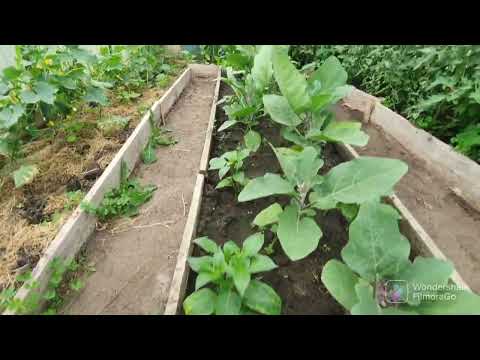 Видео: 98. Обзор дачного участка. Огород 4 сотки .